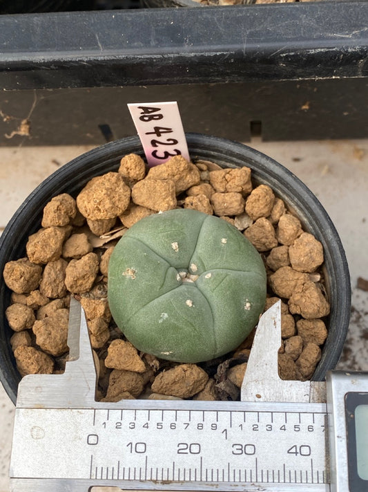 Lophophora williamsii size 4 cm ownroot