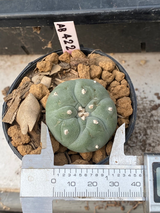 Lophophora williamsii size 4 cm ownroot