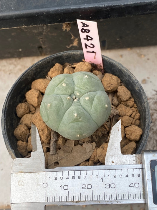 Lophophora williamsii Texana size 4-5 cm ownroot #lophophorawilliamsii