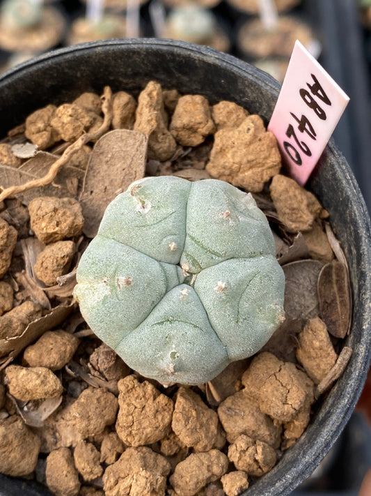 Lophophora williamsii Texana size 4-5 cm ownroot #lophophorawilliamsii