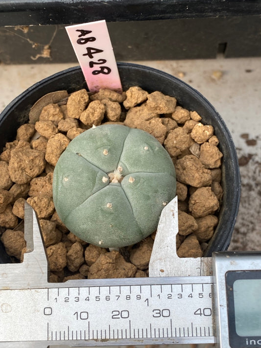 Lophophora williamsii size 4-5 cm ownroot #lophophorawilliamsii