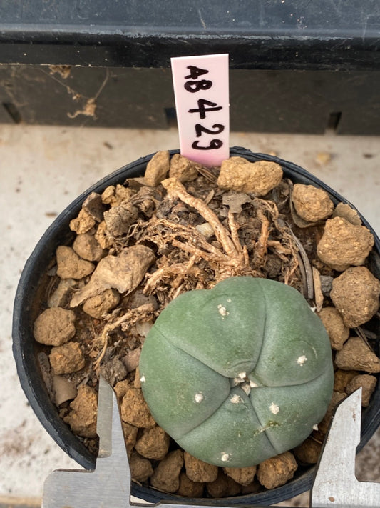 Lophophora williamsii size 4-5 cm ownroot #lophophorawilliamsii