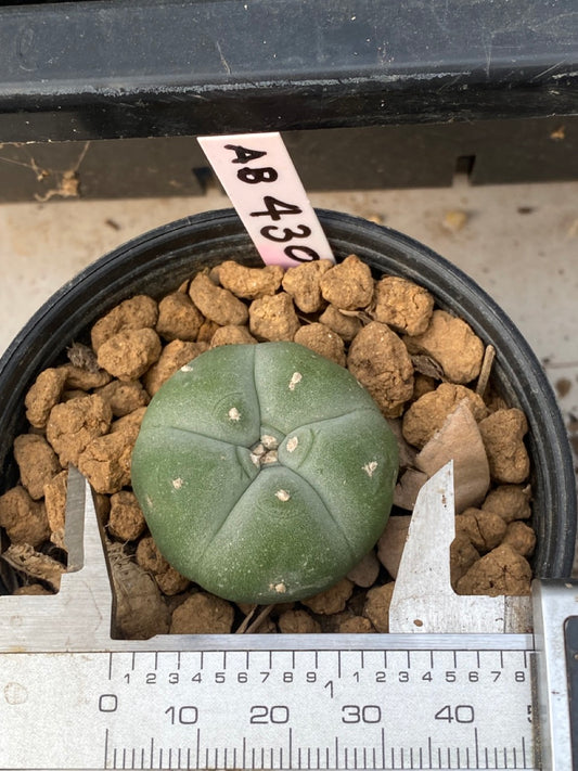 Lophophora williamsii size 4-5 cm ownroot #lophophorawilliamsii