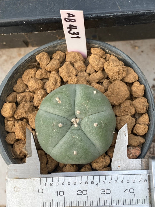 Lophophora williamsii size 4-5 cm ownroot #lophophorawilliamsii