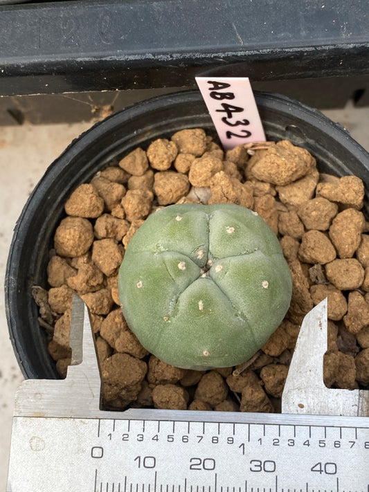 Lophophora williamsii size 4-5 cm ownroot #lophophorawilliamsii