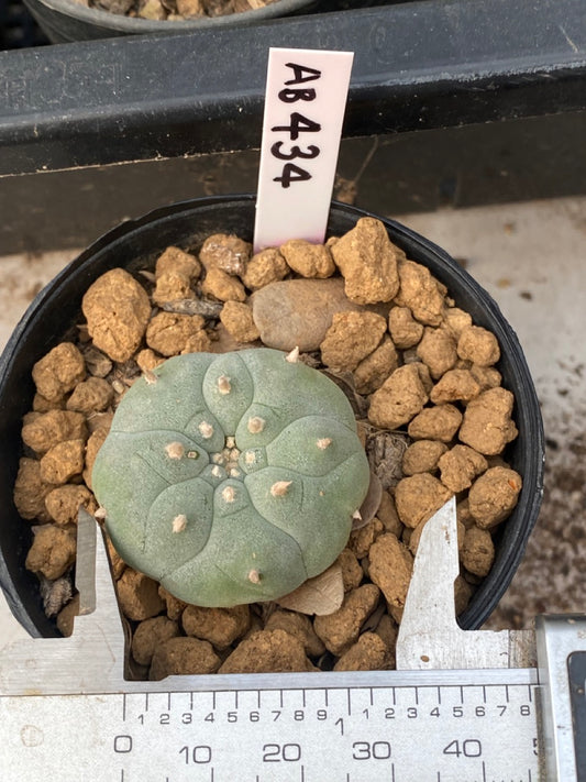 Lophophora williamsii size 4-5 cm ownroot #lophophorawilliamsii