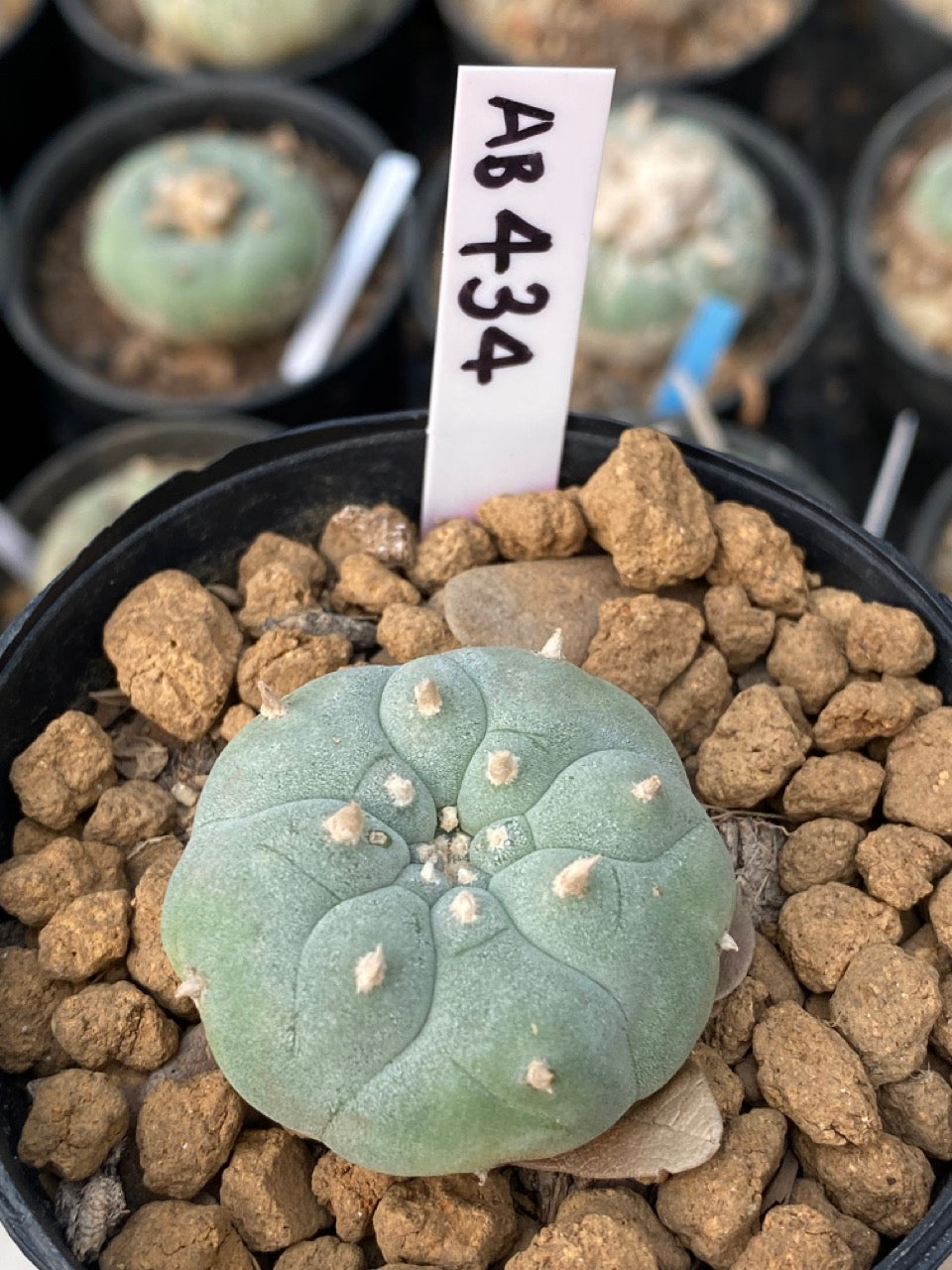 Lophophora williamsii size 4-5 cm ownroot #lophophorawilliamsii