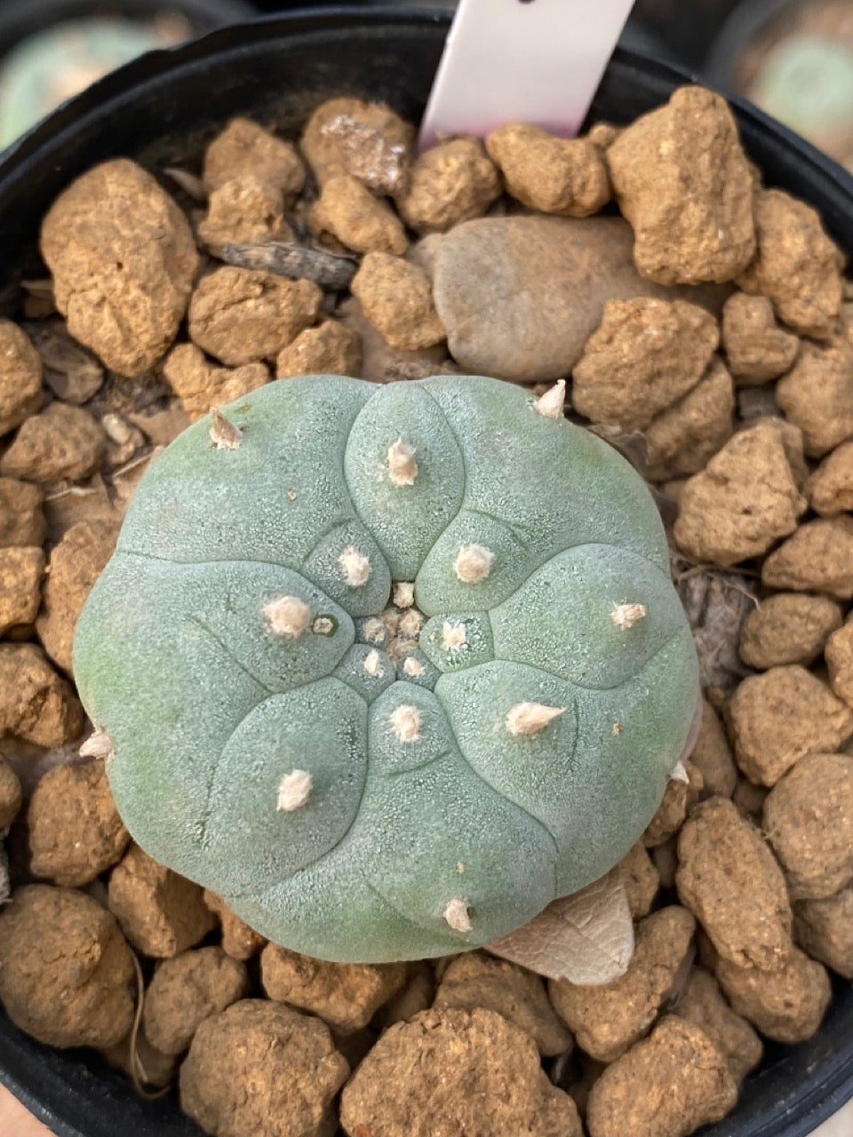 Lophophora williamsii size 4-5 cm ownroot #lophophorawilliamsii