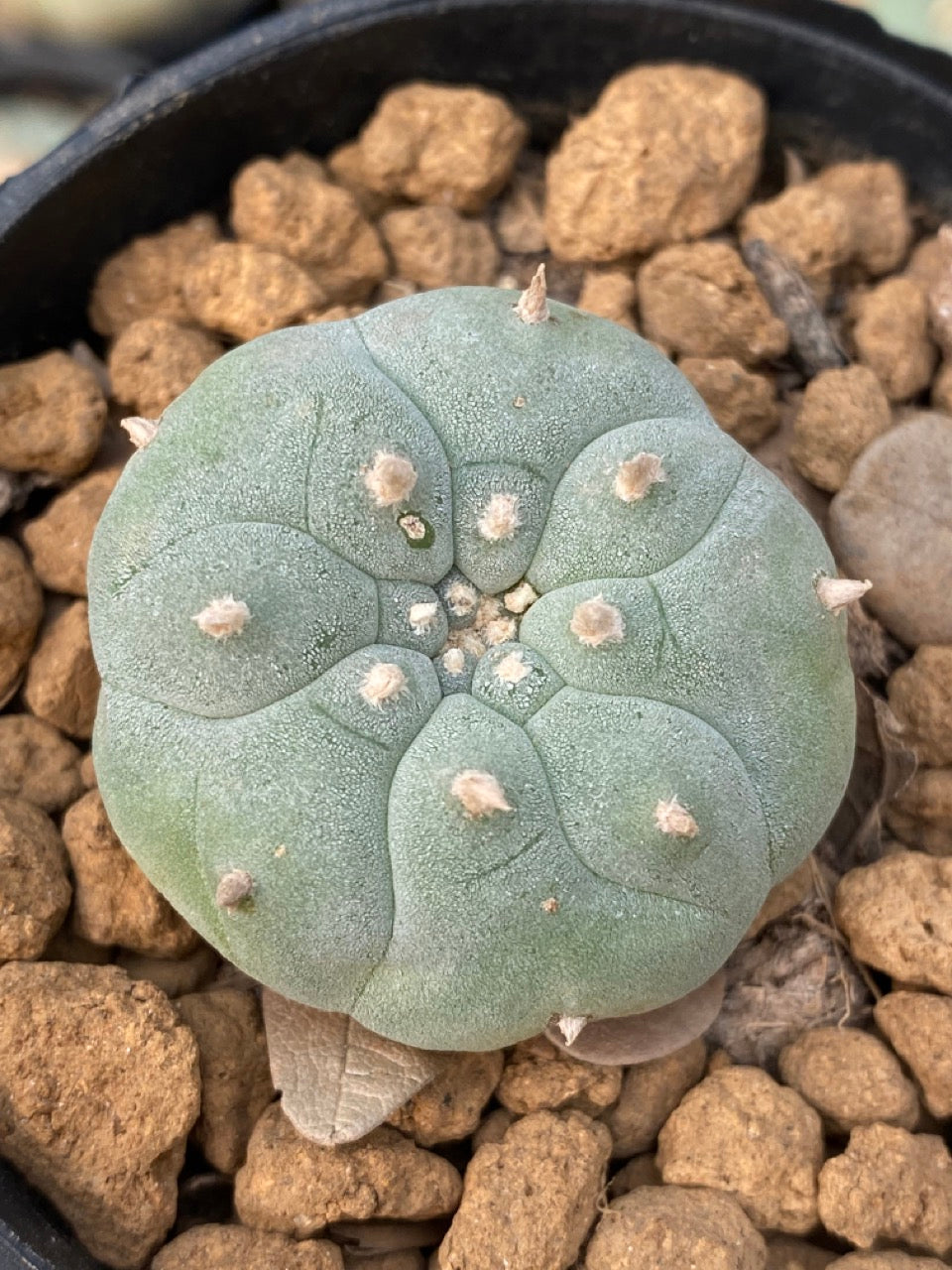 Lophophora williamsii size 4-5 cm ownroot #lophophorawilliamsii