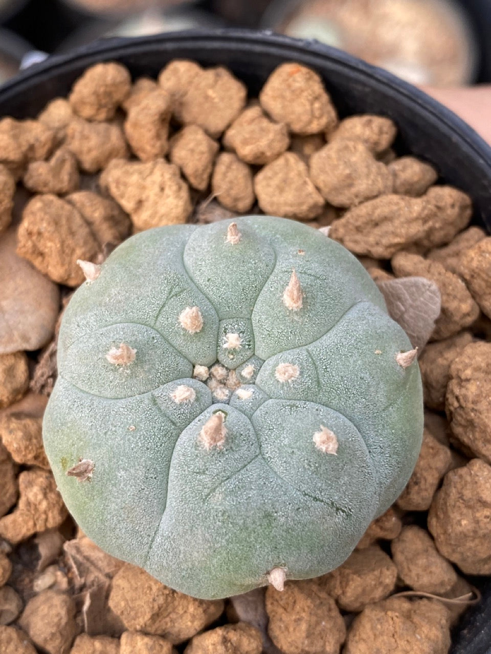 Lophophora williamsii size 4-5 cm ownroot #lophophorawilliamsii