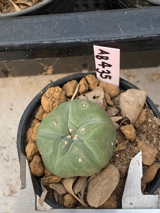 Lophophora williamsii size 4-5 cm ownroot #lophophorawilliamsii