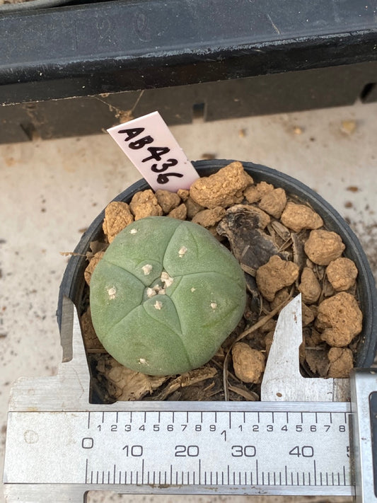 Lophophora williamsii size 4-5 cm ownroot #lophophorawilliamsii