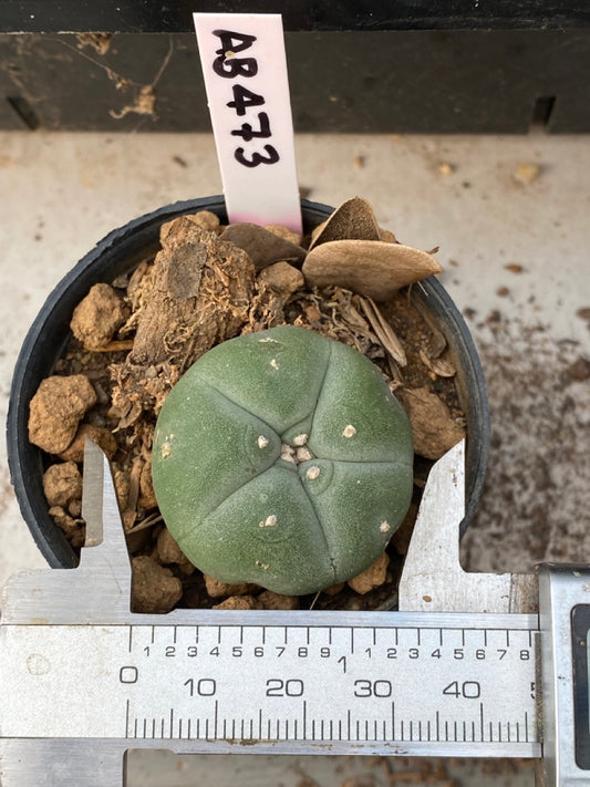 Lophophora williamsii size 4-5 cm ownroot #lophophorawilliamsii