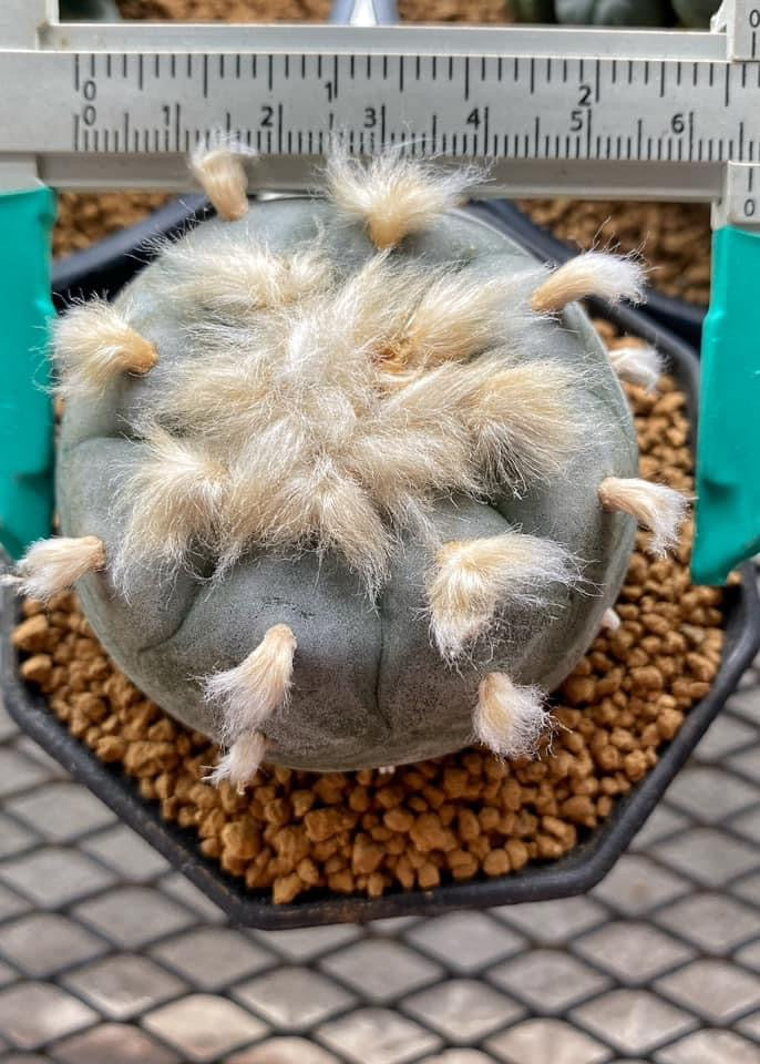 Lophophora williamsii  size 5-6 cm own root grow from seed