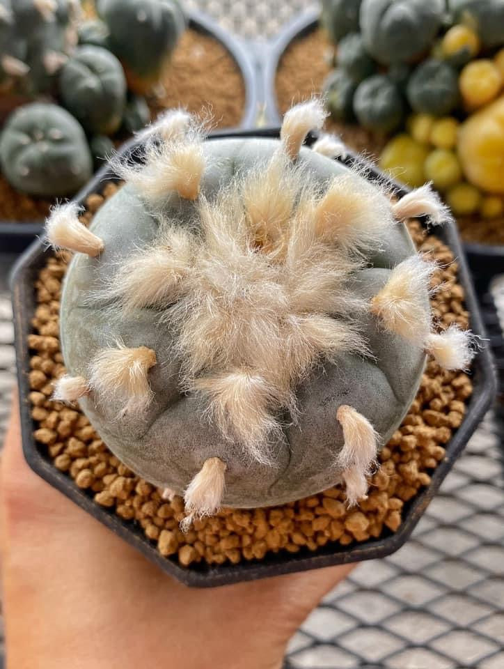 Lophophora williamsii  size 5-6 cm own root grow from seed