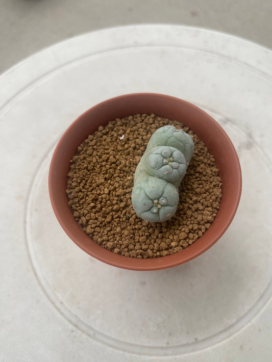 Lophophora Fricii Triples size 3-4 cm own root