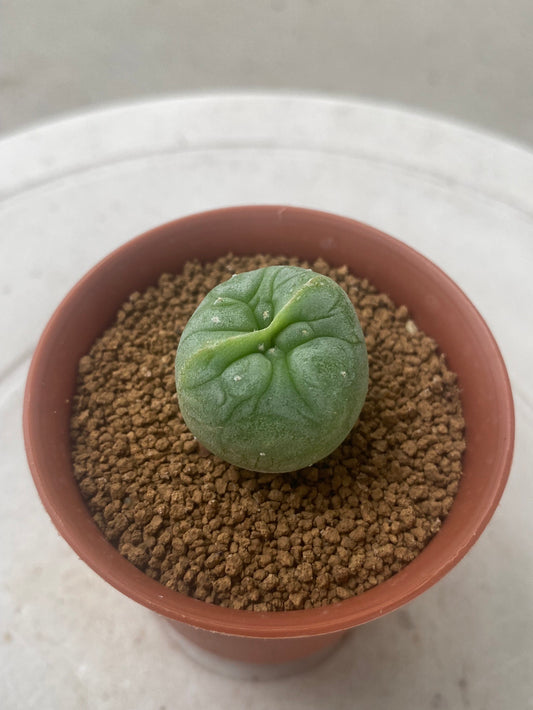 Lophophora Fricii Twin size 3-4 cm own root