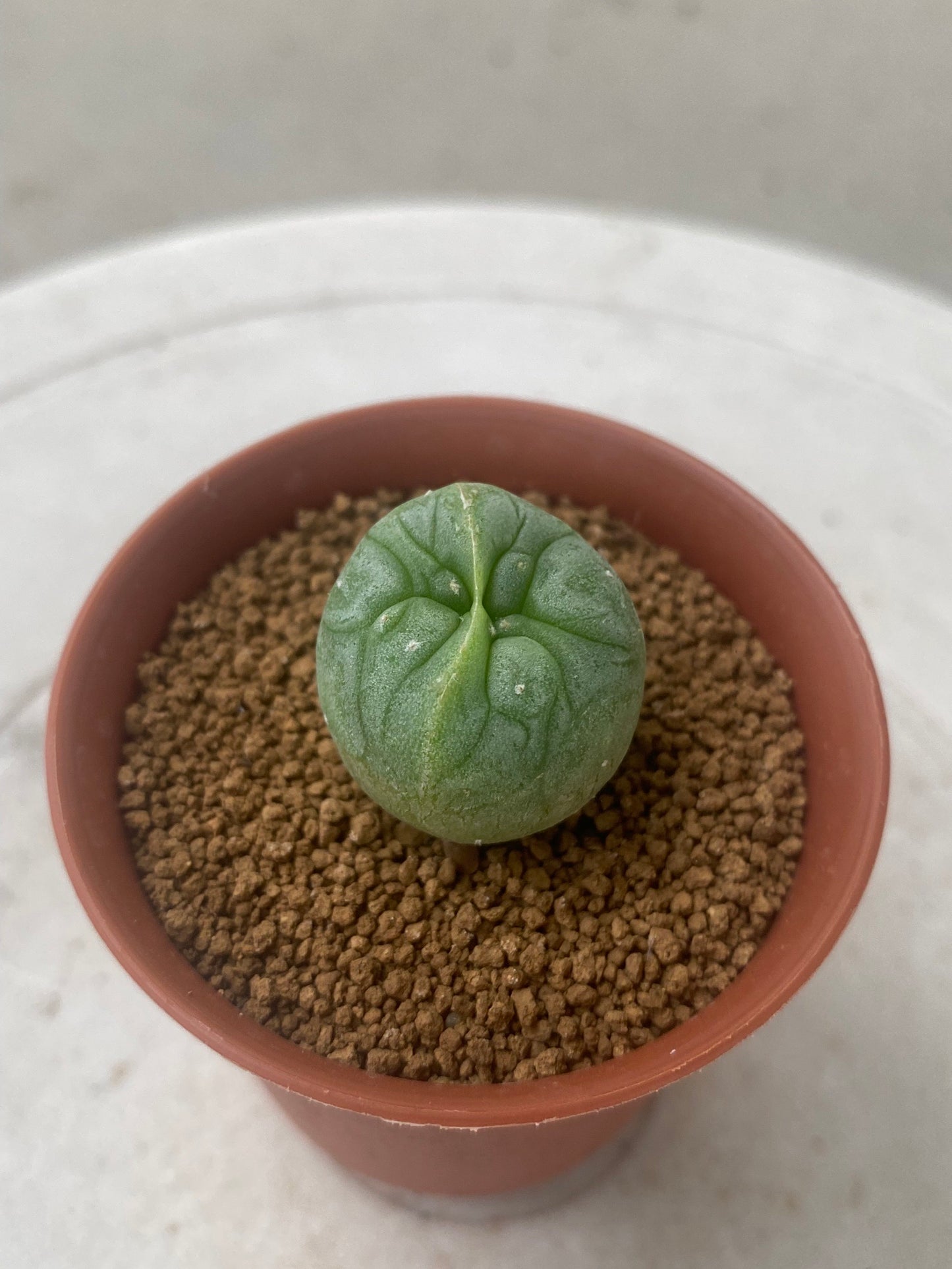 Lophophora Fricii Twin size 3-4 cm own root