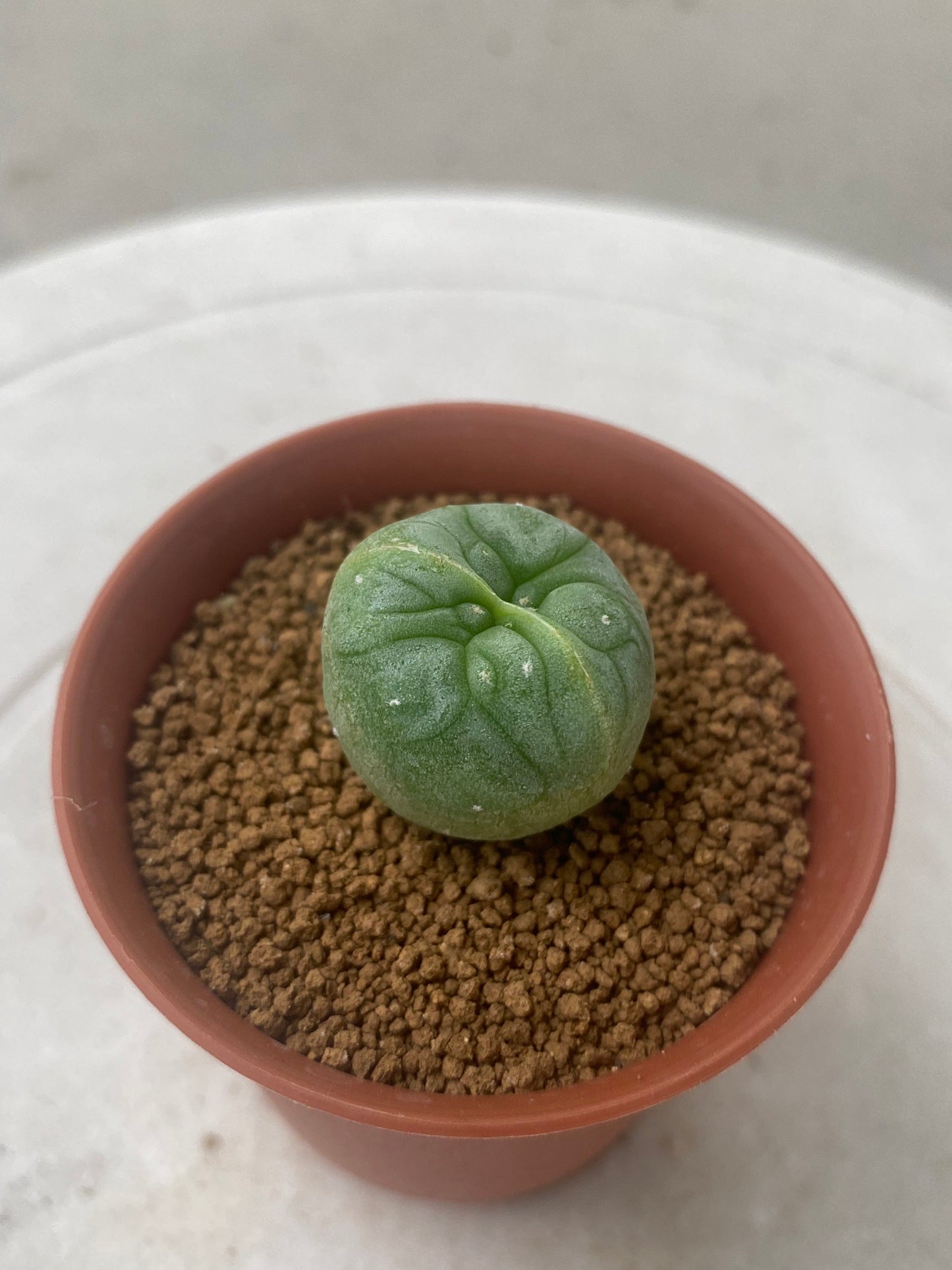 Lophophora Fricii Twin size 3-4 cm own root