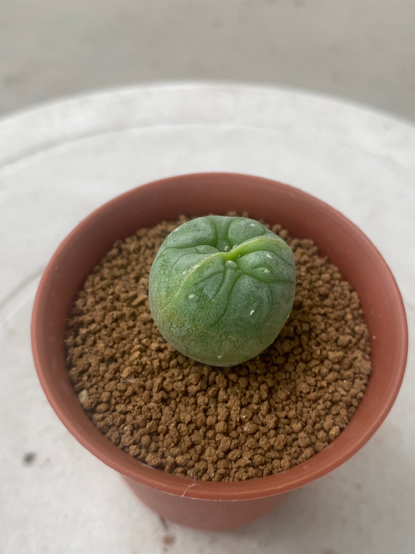 Lophophora Fricii Twin size 3-4 cm own root