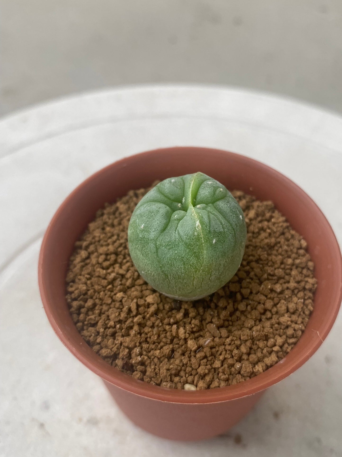 Lophophora Fricii Twin size 3-4 cm own root