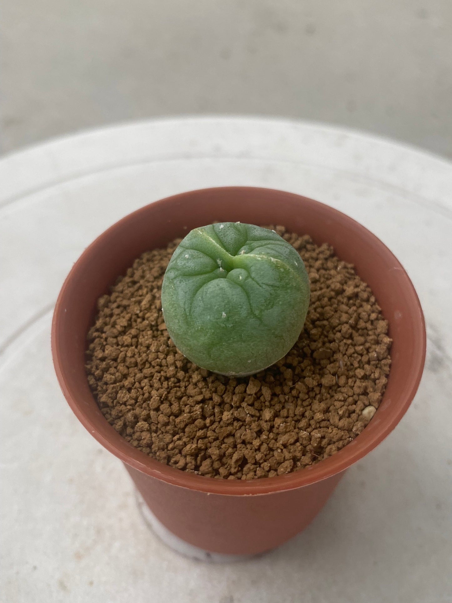 Lophophora Fricii Twin size 3-4 cm own root