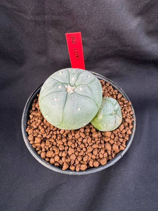 Lophophora Williamsii Twin size 4-5 cm own root