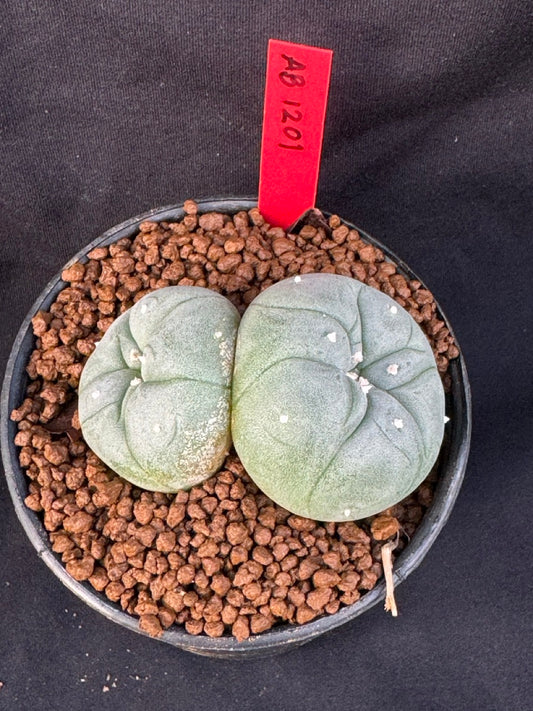 Lophophora Williamsii Twin size 4-5 cm own root