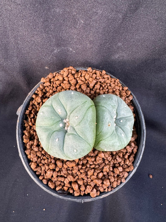 Lophophora Williamsii Twin size 4-5 cm own root grow from seed