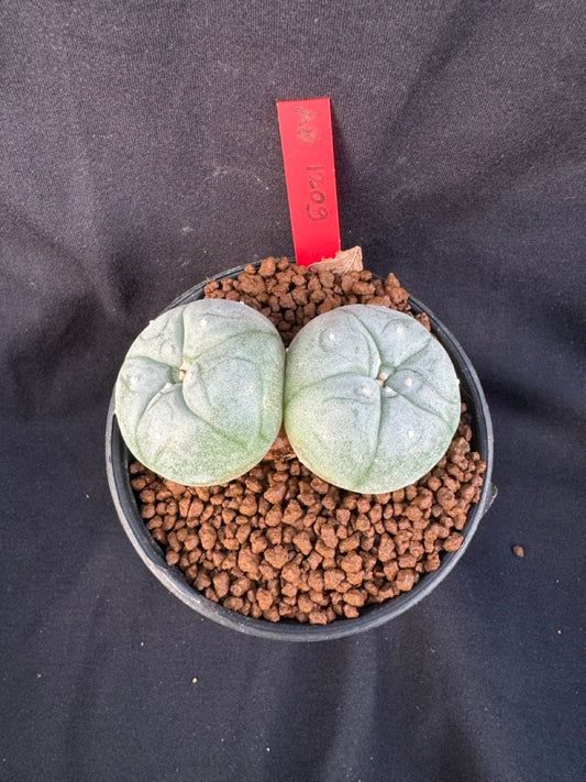 Lophophora Williamsii Twin size 4-5 cm own root grow from seed