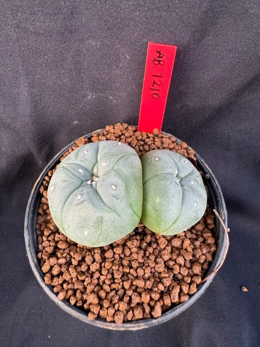 Lophophora Williamsii Twin size 4-5 cm own root grow from seed