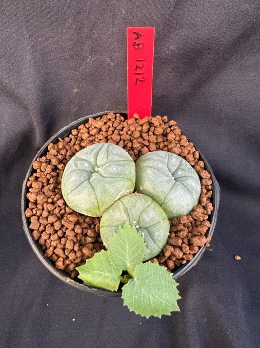 Lophophora Williamsii Triple heads size 4-5 cm own root grow from seed