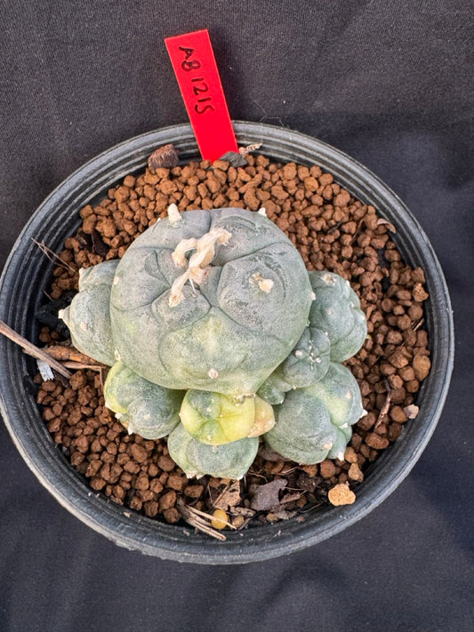 Lophophora Williamsii Variegate size 5-6 cm own root