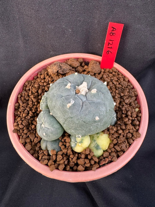 Lophophora Williamsii Variegate size 5-6 cm own root