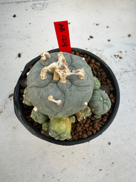 Lophophora Williamsii Variegate size 5-6 cm own root