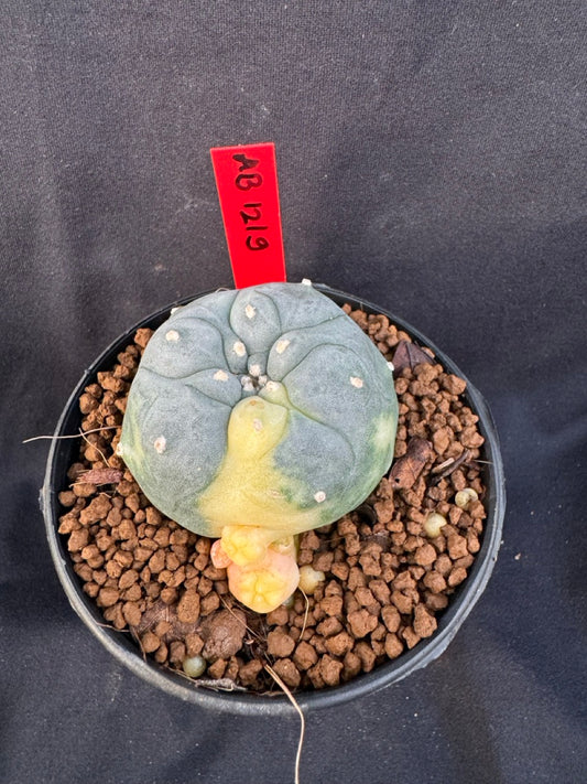 Lophophora Williamsii Variegate size 5-6 cm own root