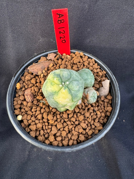 Lophophora Williamsii Variegate size 5-6 cm own root