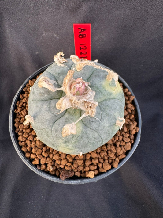 Lophophora Williamsii Variegate size 5-6 cm own root