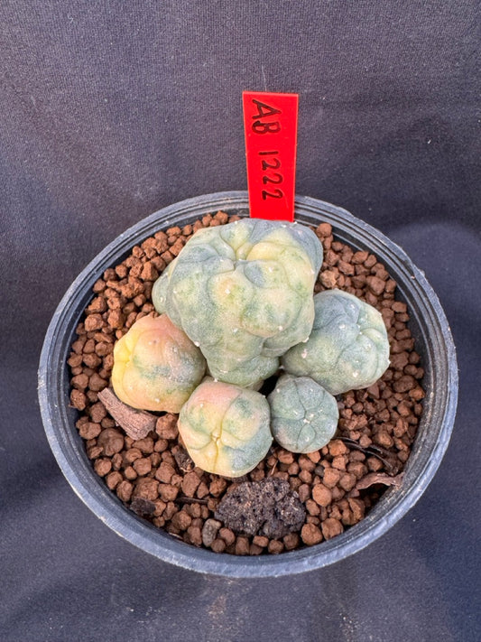 Lophophora Williamsii Variegate size 5-6 cm own root