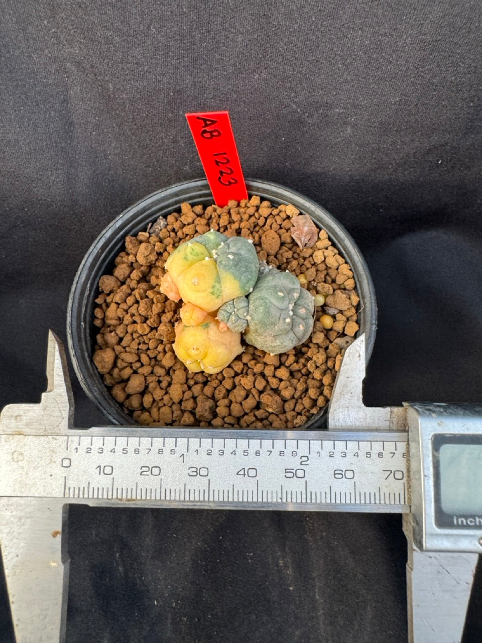 Lophophora Williamsii Variegate size 5-6 cm own root