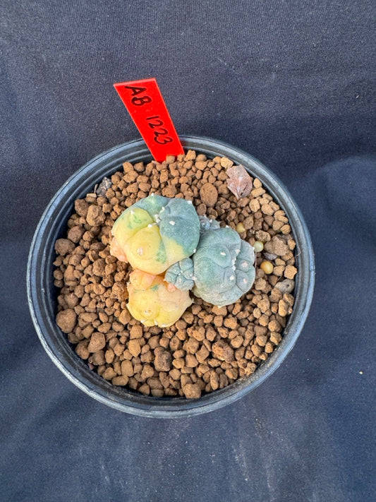 Lophophora Williamsii Variegate size 5-6 cm own root