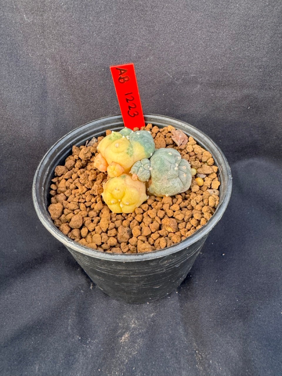 Lophophora Williamsii Variegate size 5-6 cm own root