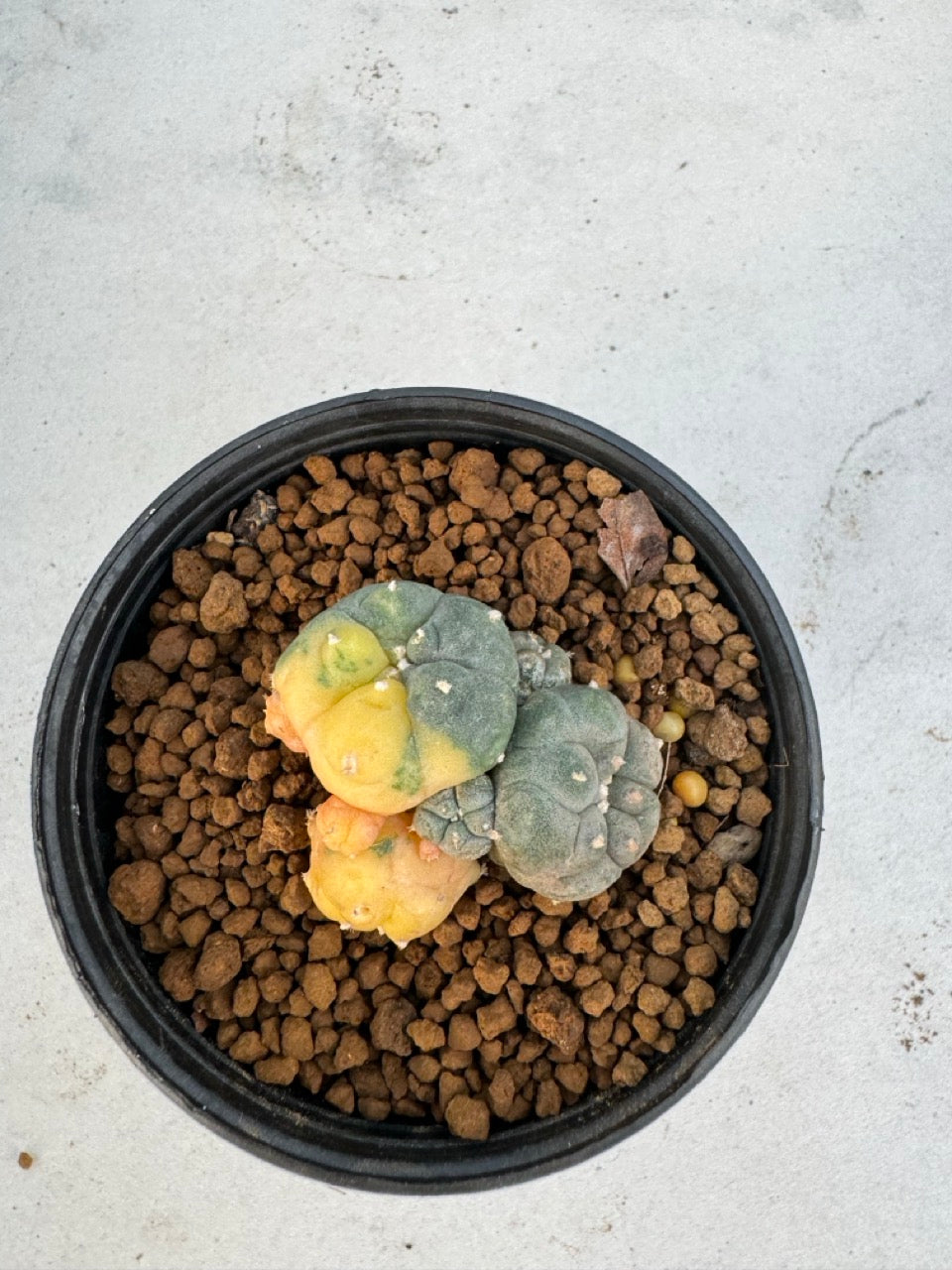 Lophophora Williamsii Variegate size 5-6 cm own root