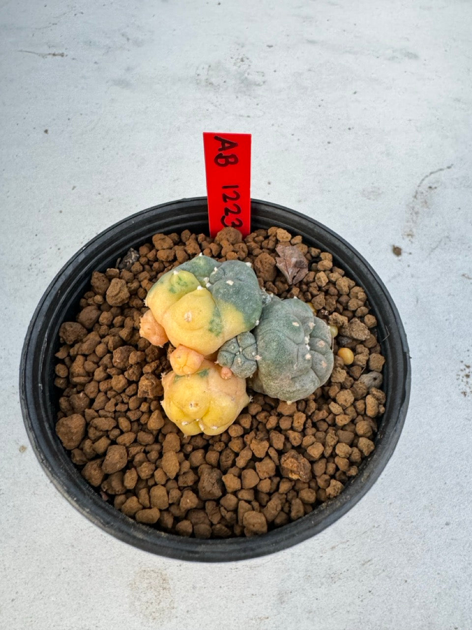 Lophophora Williamsii Variegate size 5-6 cm own root