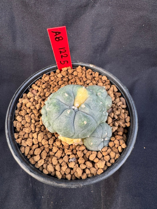 Lophophora Williamsii Variegate size 5-6 cm own root