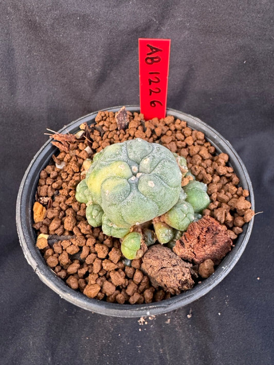 Lophophora Williamsii Variegate size 5-6 cm own root