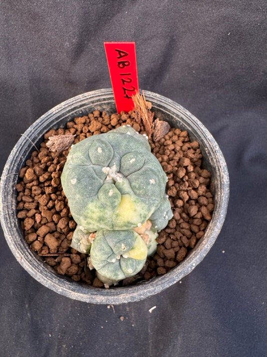 Lophophora Williamsii Variegate size 5-6 cm own root