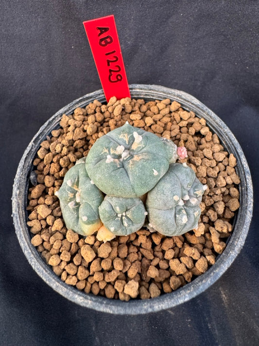 Lophophora Williamsii Variegate size 5-6 cm own root