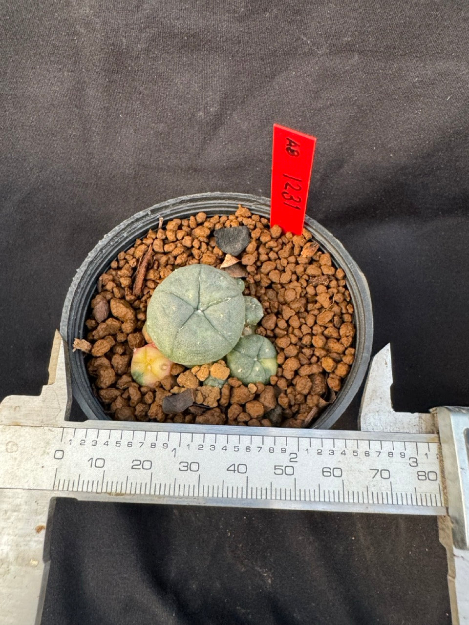 Lophophora Williamsii Variegate size 5-6 cm own root