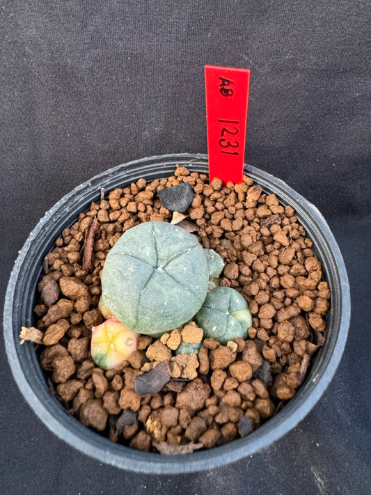 Lophophora Williamsii Variegate size 5-6 cm own root